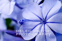 Helen Mutch Photography 1096344 Image 0